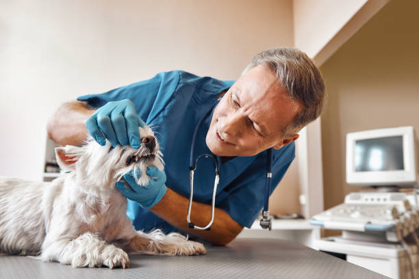 Best Urgent Tooth Repair  in Montour Falls, NY